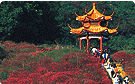 桃花园