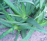 芦荟植物
