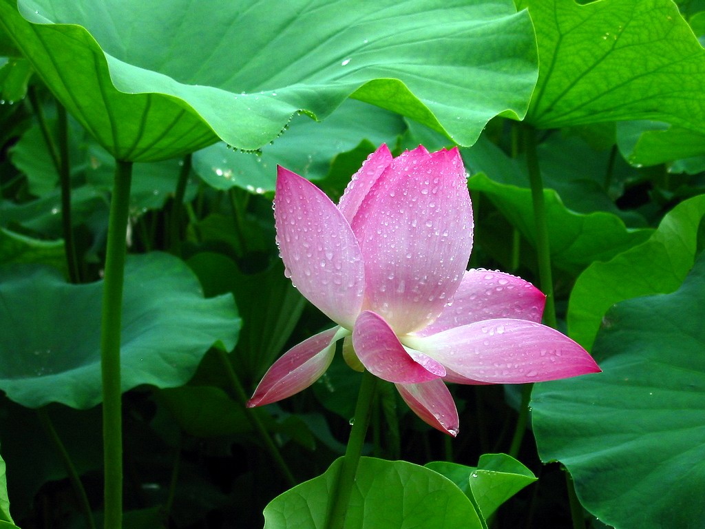 荷花的栽培管理
