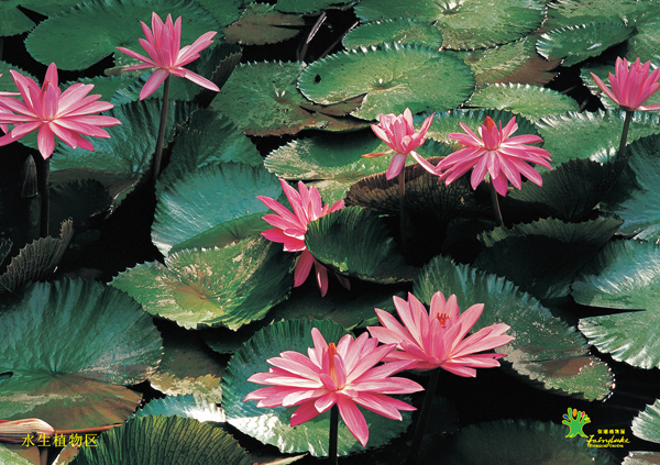 水生植物区
