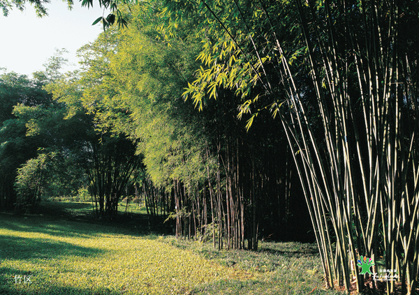 竹区